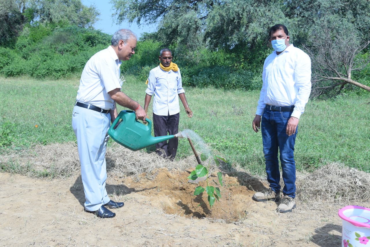 Tree Plantation