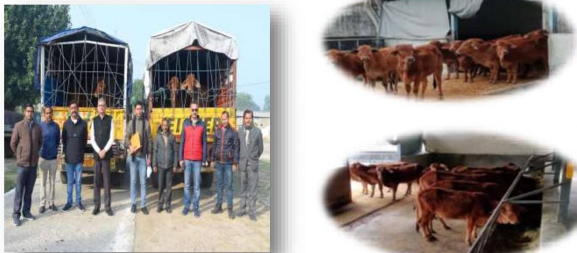 12-sahiwal-heifers-consigned-to-csk-hp-agricultural-university-palampur