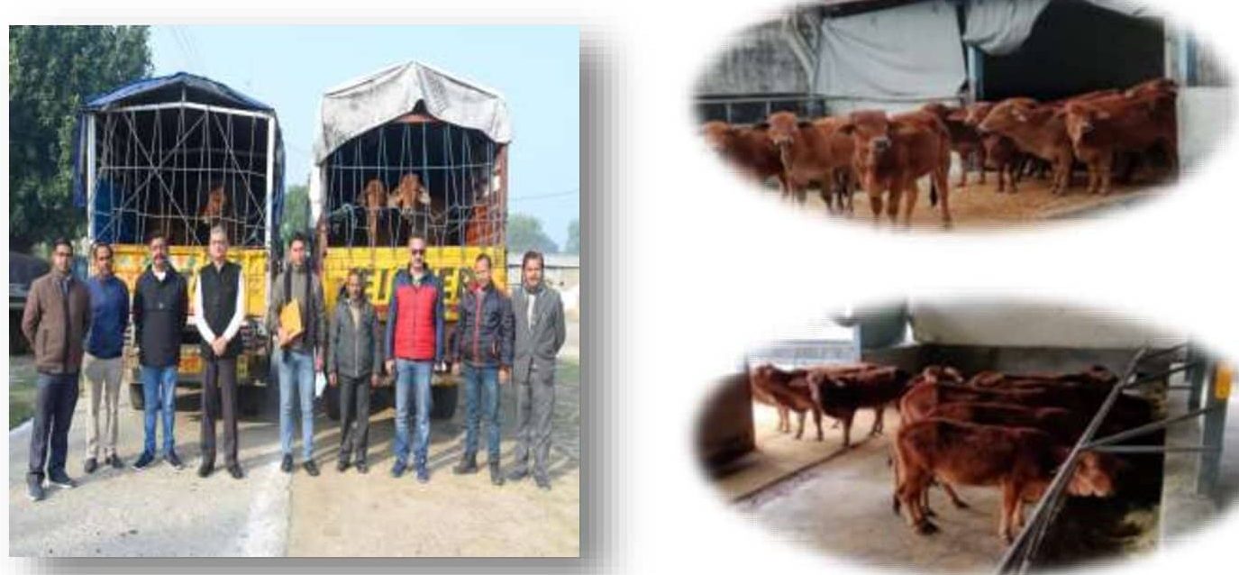 12 Sahiwal Heifers consigned to CSK HP Agricultural University , Palampur