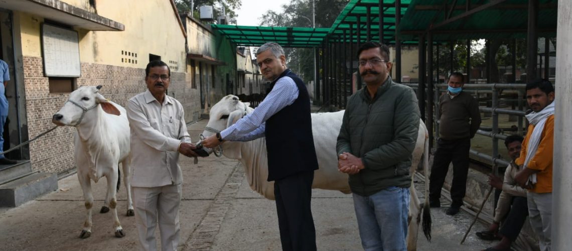 two-elite-hariyana-heifers-supplied-to-shri-krishna-janma-bhoomi-sansthan-mathura-by-duvasu-mathura